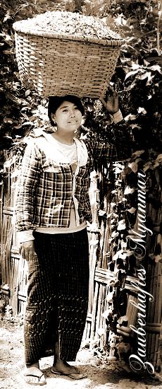 Foto: Hübsche Burmesin bei der Arbeit
